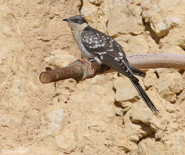   קוקיה מצויצת Great Spotted Cuckoo Clamator glandarius                מצפה רמון מרץ 2006